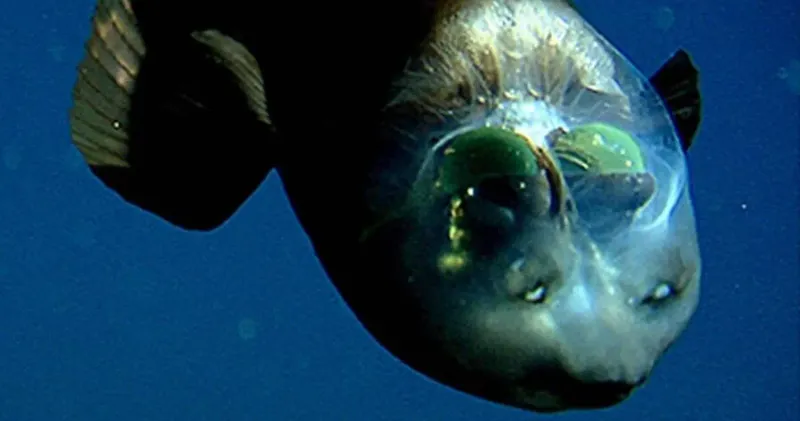 Barreleye Fish