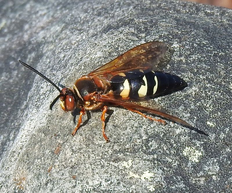 Eastern Cicada Killer Wasps