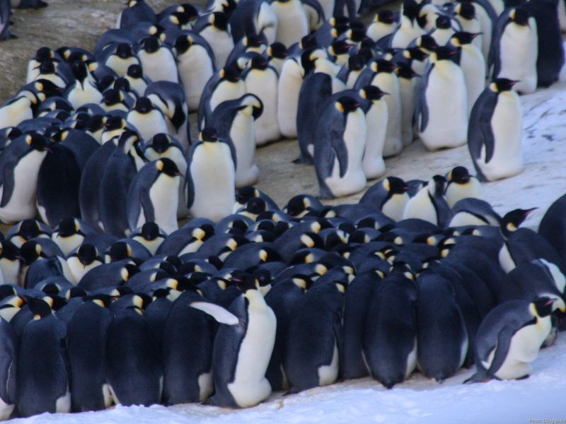 Emperor Penguin