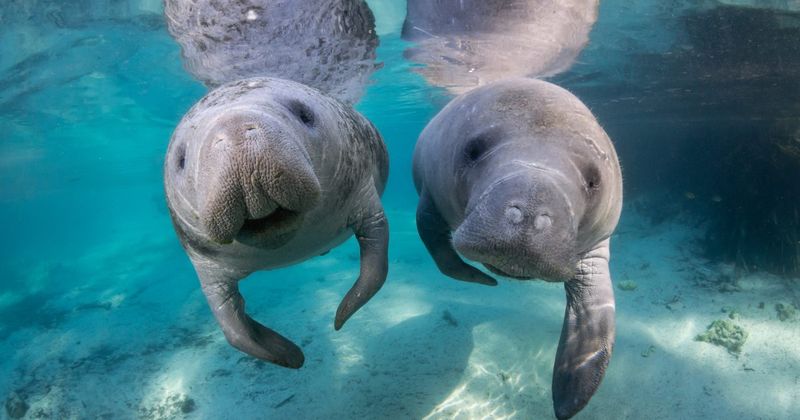 Manatee
