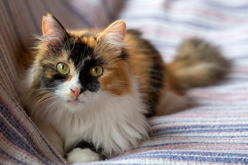 Calico Cat