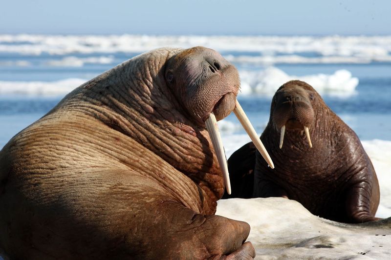 Walrus