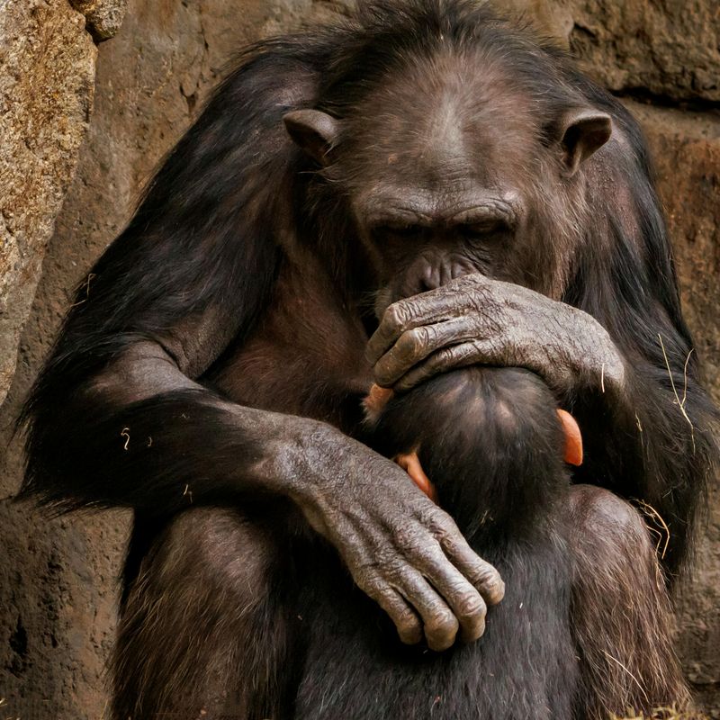 Chimpanzee