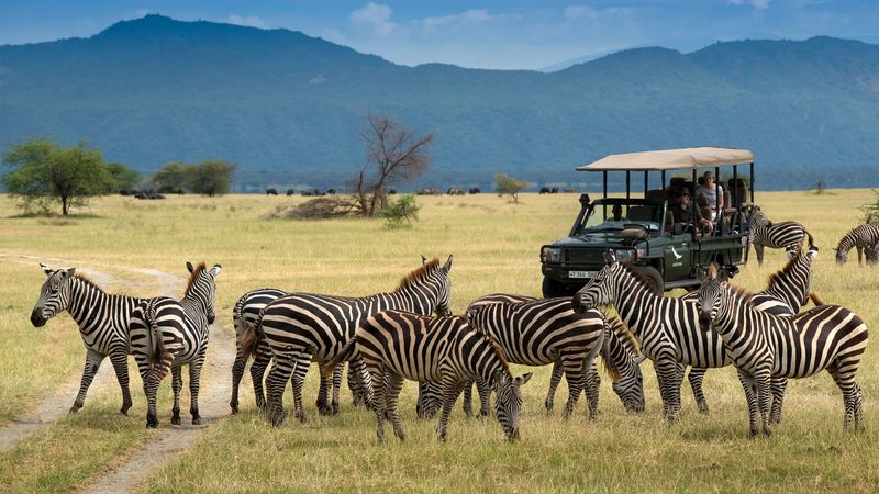 Zebra
