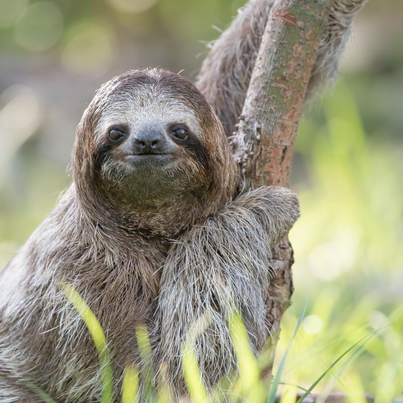Sloth
