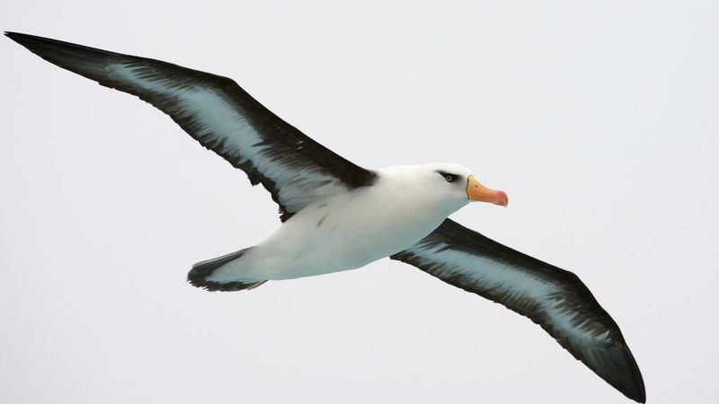 Albatross