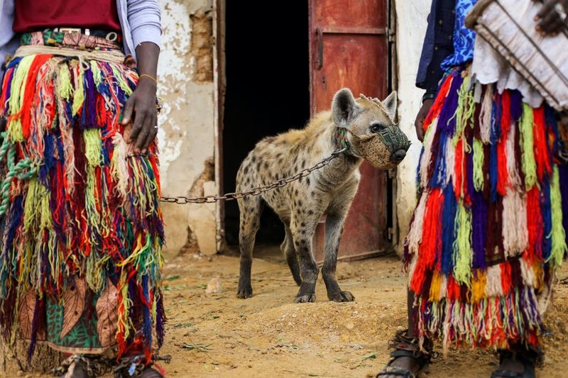 Hyenas