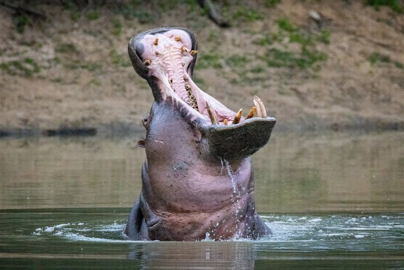 Hippos: Guardians of the River