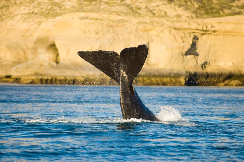 Valdes Peninsula, Argentina