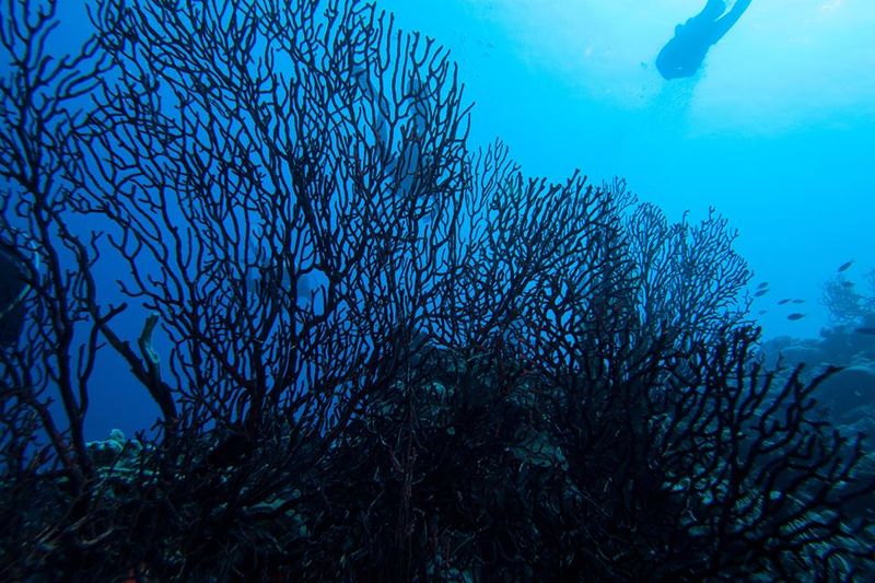 Black Coral
