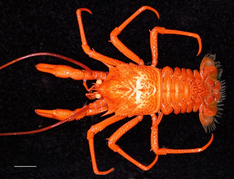 Squat Lobsters