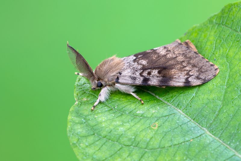 Gypsy Moth (Destructive)