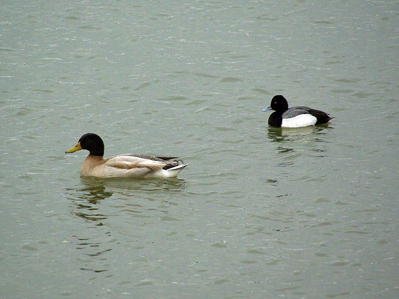 Mallard-Hybrid Ducks