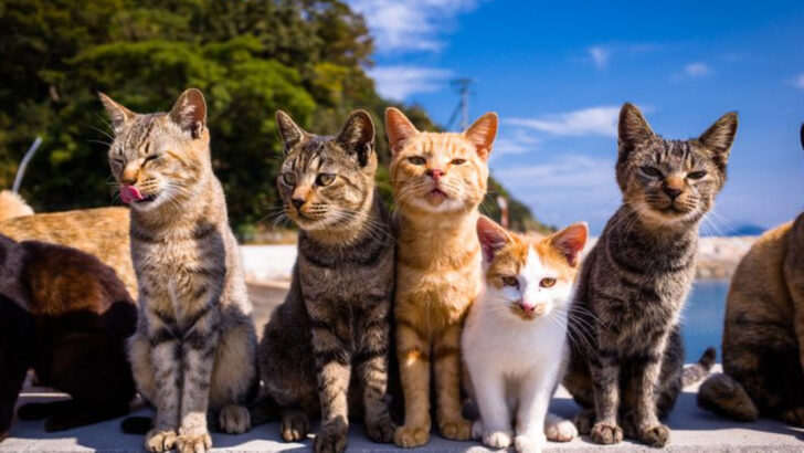 Global Cat Counts: Ranking the 15 Countries with the Largest Cat Populations