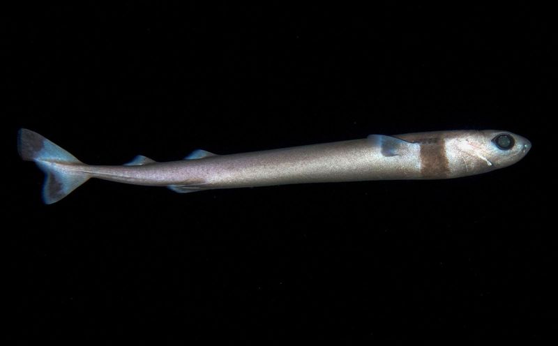 Cookiecutter Shark