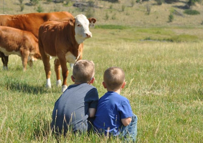 Cows