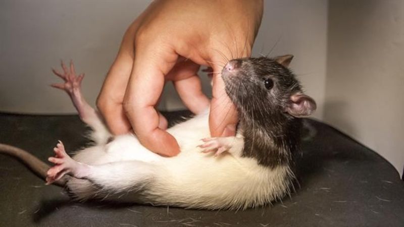 Rats