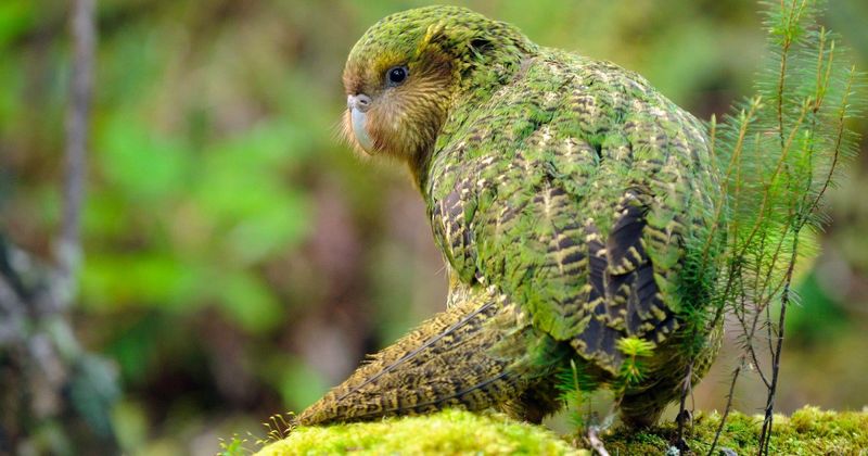 Kakapo