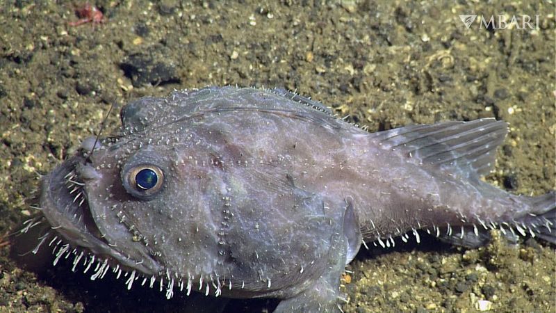 Anglerfish