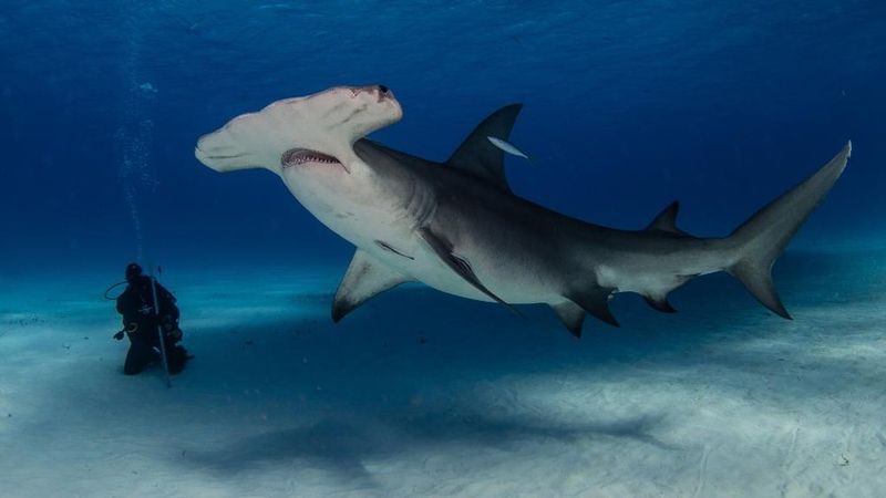 Great Hammerhead