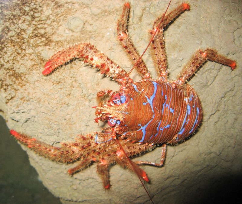 Yeti Crab