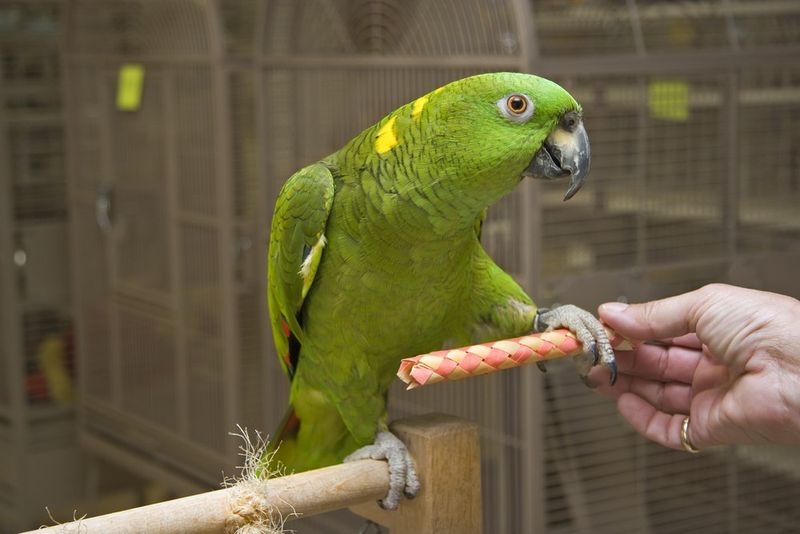 Amazon Parrot