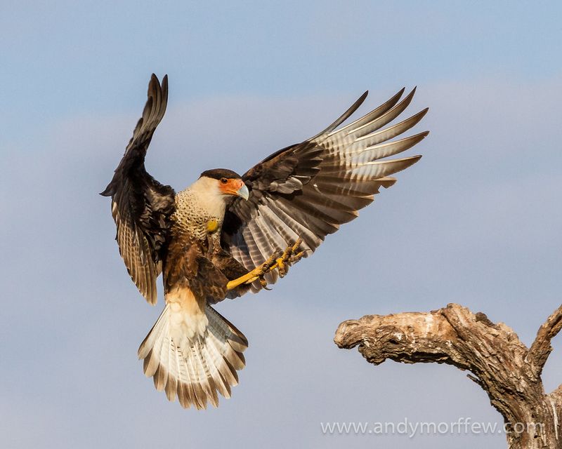 Crested Caracara