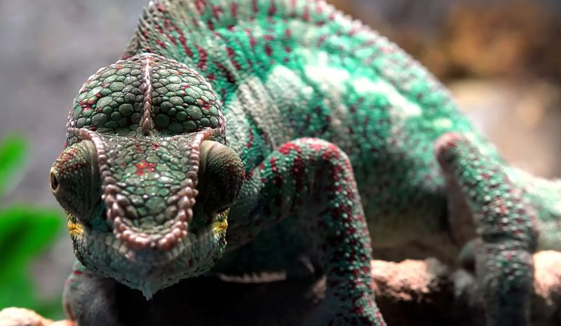 Chameleons