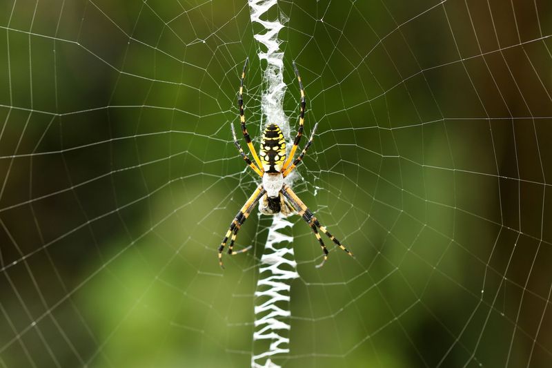 Yellow Garden Spider