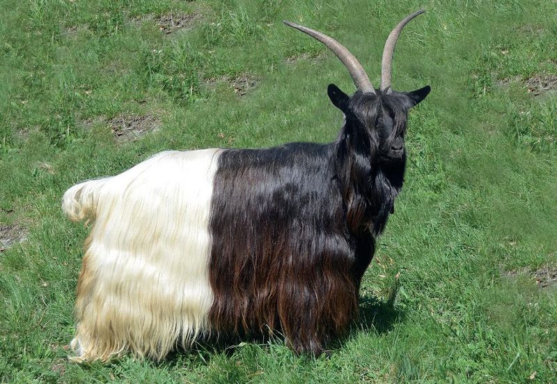 Valais Blackneck Goat