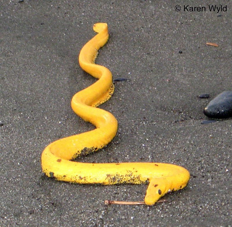 Yellow-Bellied Sea Snake