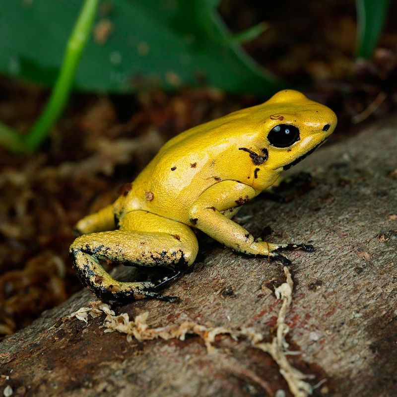 Golden Poison Dart Frog