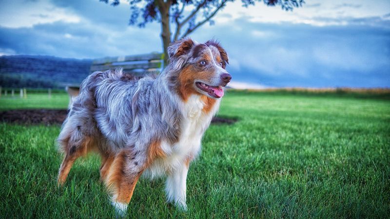Australian Shepherd