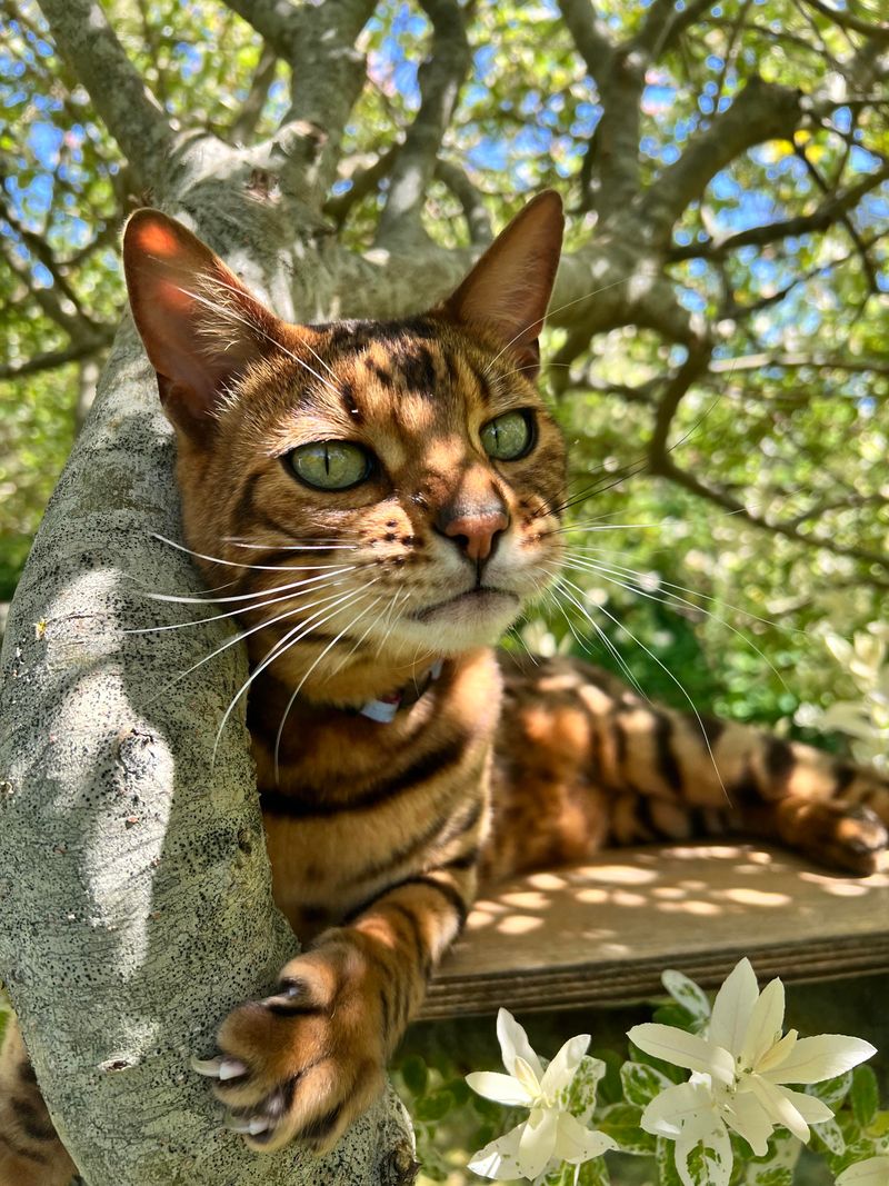 Bengal Cat