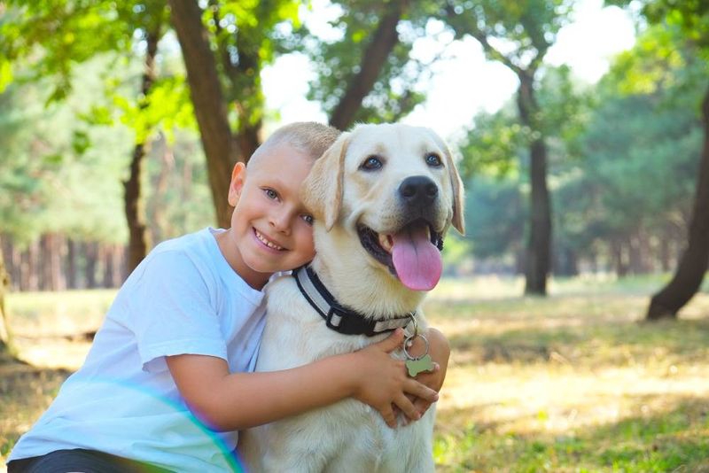 Labrador Retriever