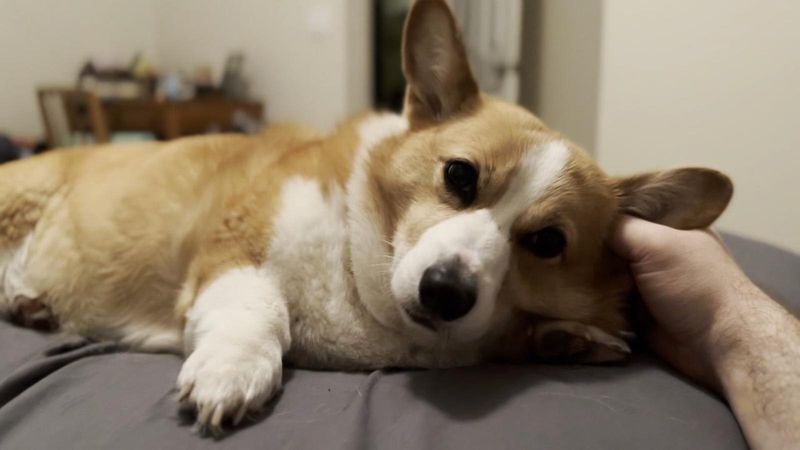 Corgi