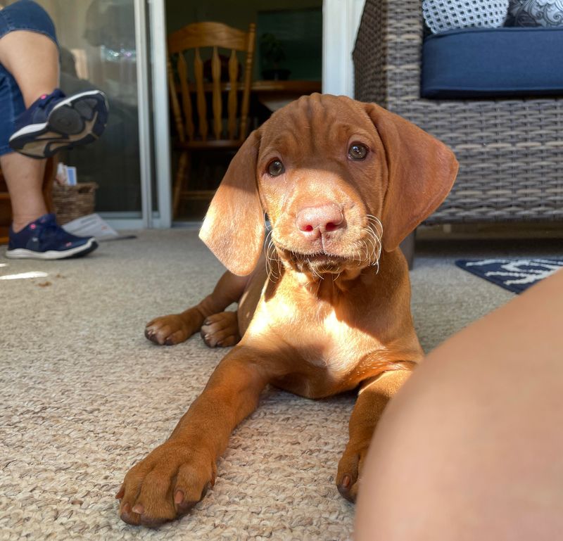 Vizsla