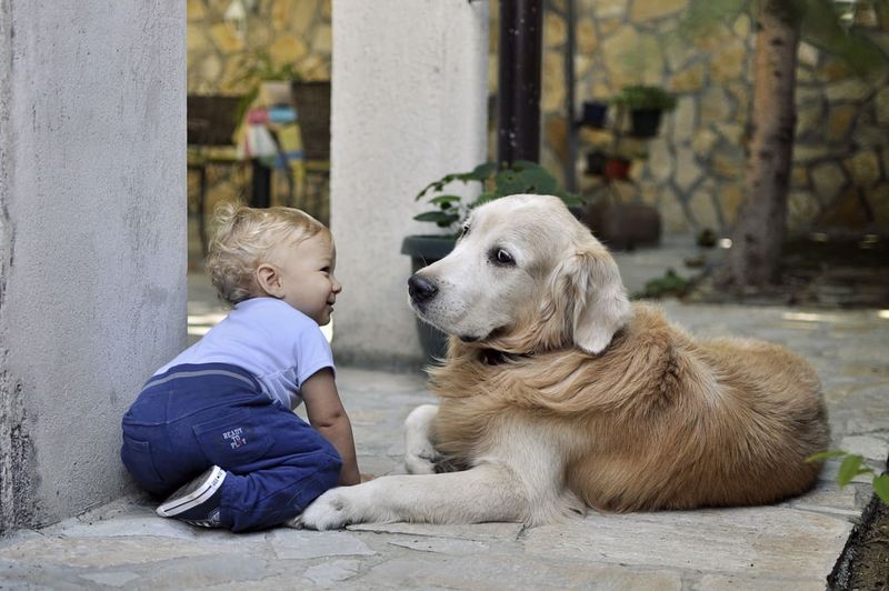 Labrador Retriever