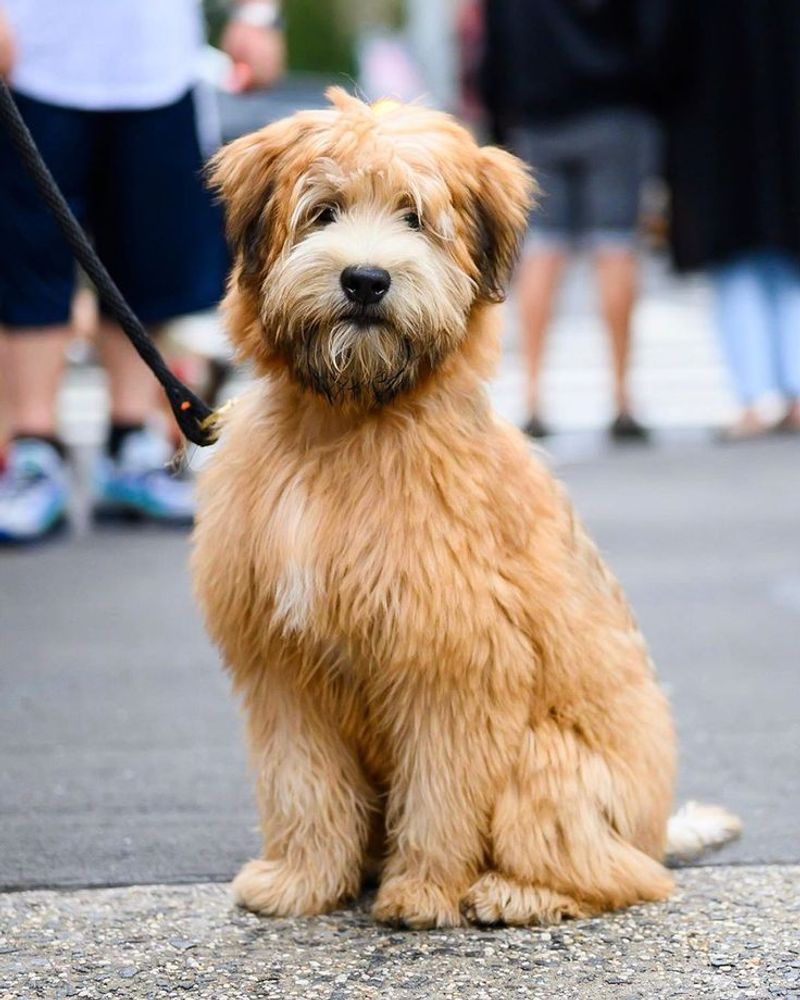 Soft Coated Wheaten Terrier