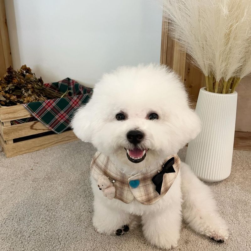 Bichon Frise