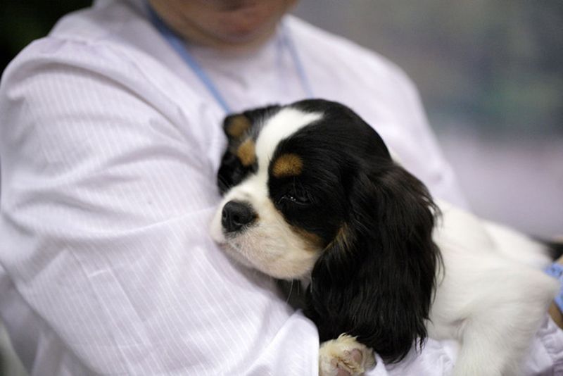 Cavalier King Charles Spaniel