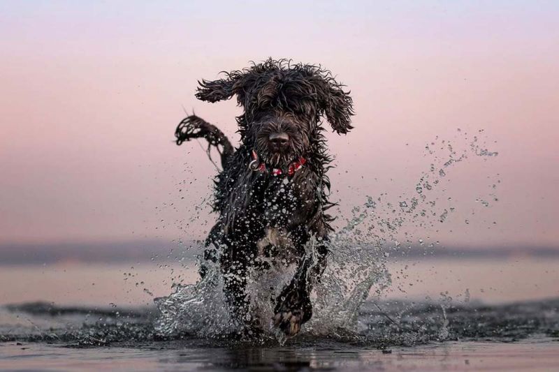 Portuguese Water Dog