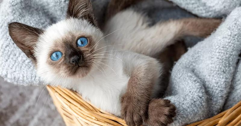 Siamese Cat