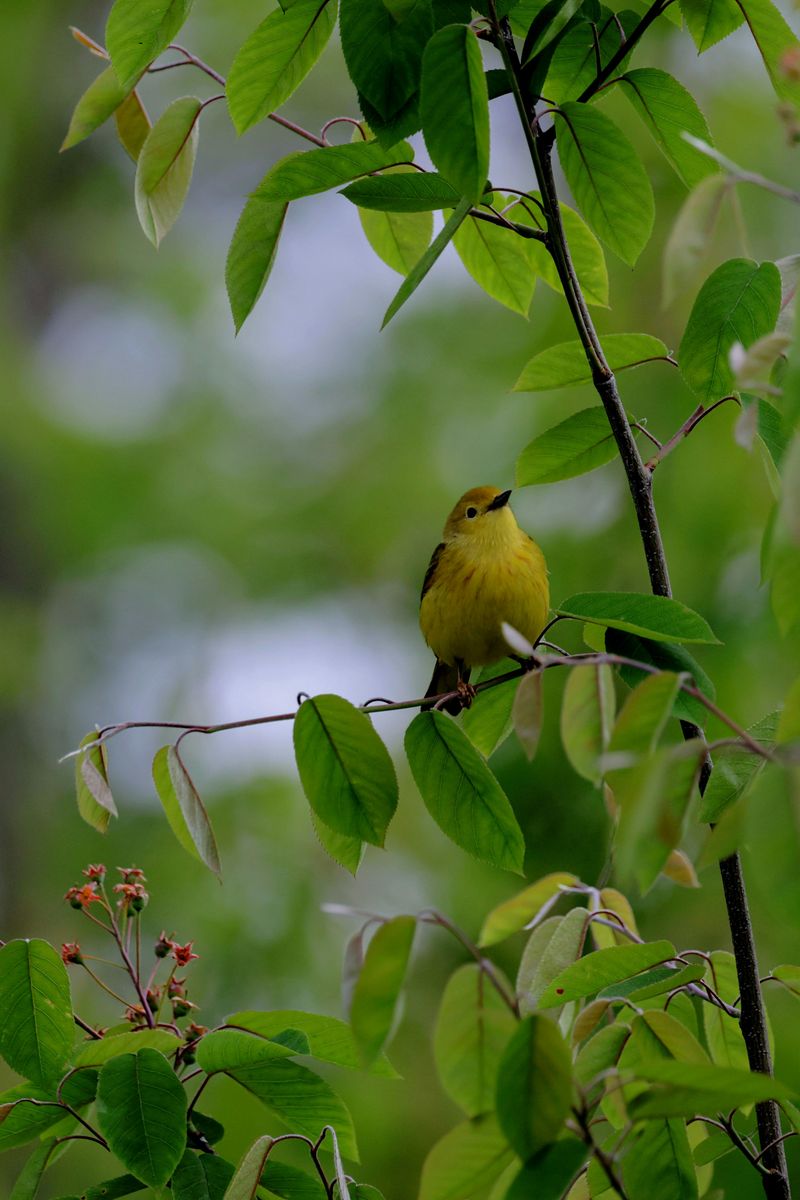 Bachman's Warbler