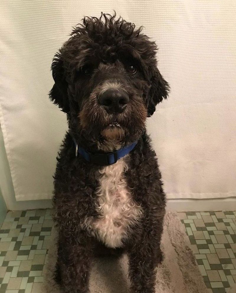 Bulladoodle