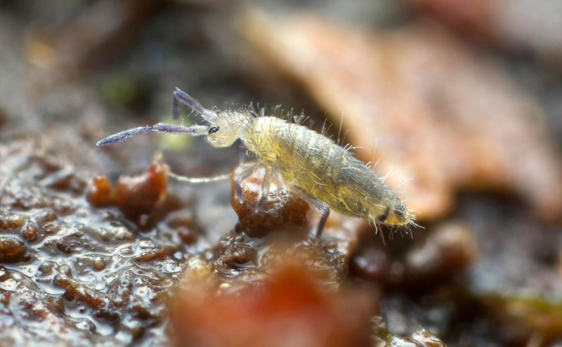 Springtail