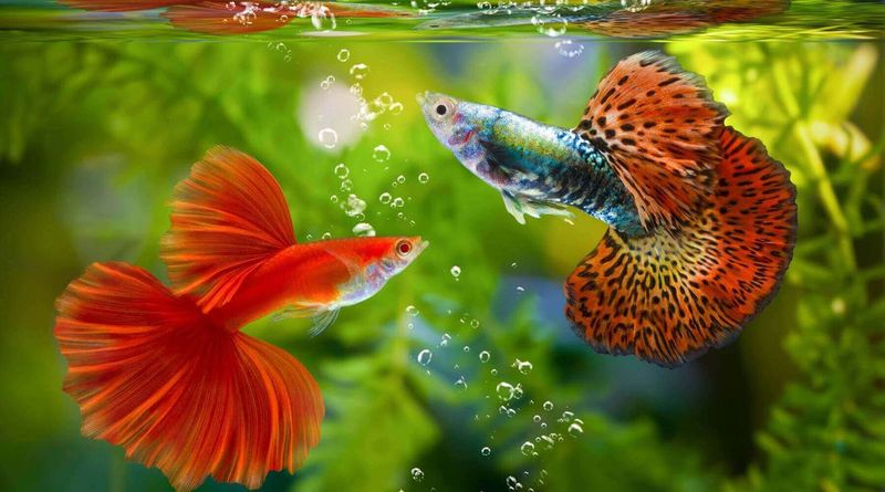 Guppies