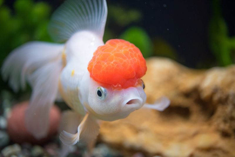 Goldfish Have Three-Second Memory