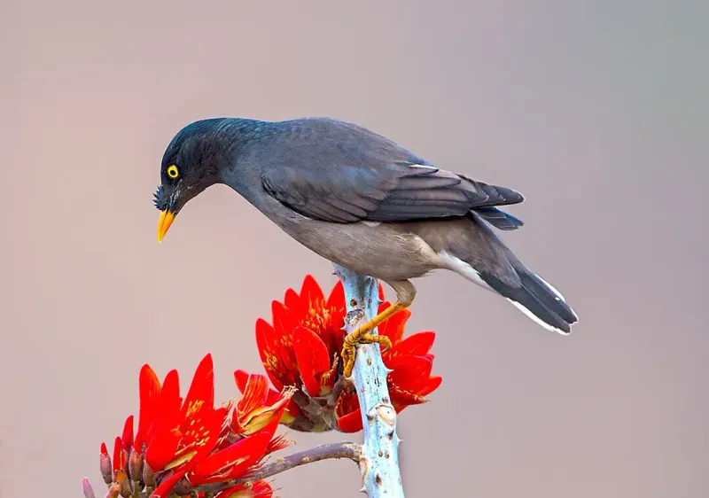 Mynah Birds
