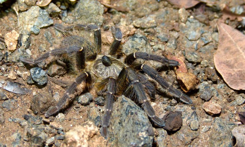Hercules Baboon Spider